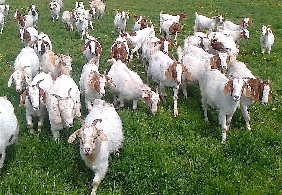 Boer-goats-grazing.jpg