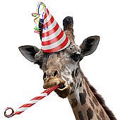 funny-giraffe-party-animal-blowing-a-noisemaker-picture-id472322106?s=170x170&w=1007.jpg