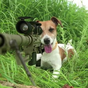 sniperdog.jpg